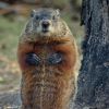 woodchuckvt's Avatar